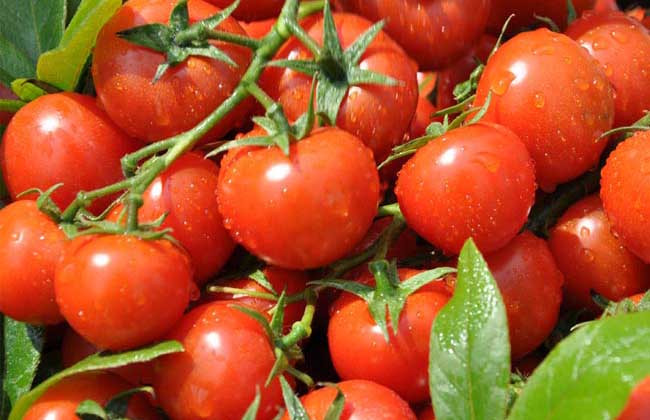 西红柿怎样减肥最有效？