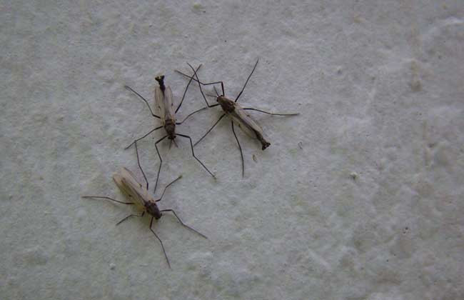 屋里有蚊子怎么办才好？