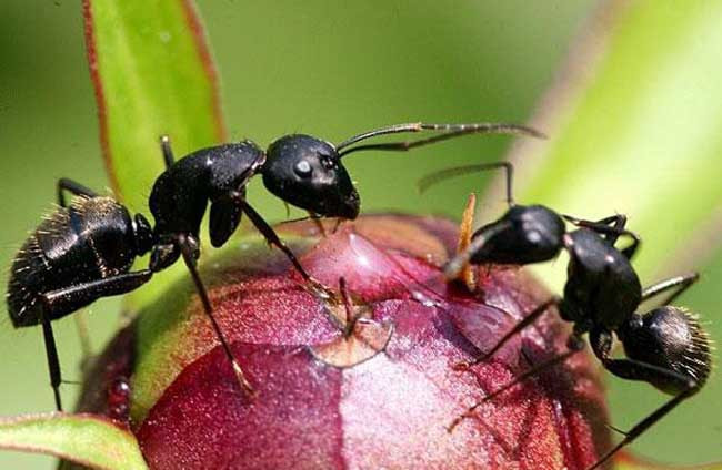 黑蚂蚁的功效与作用