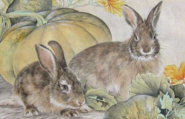 属兔的人几月出生最好？