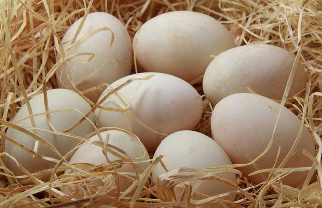 鹌鹑蛋和鸡蛋哪个营养高