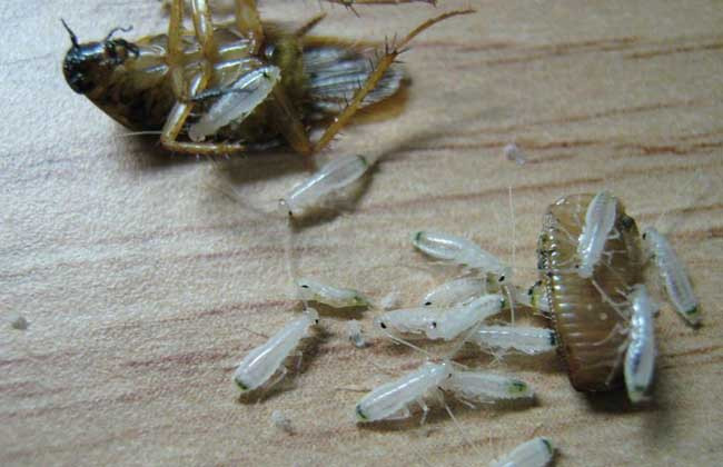 蟑螂的危害有哪些？