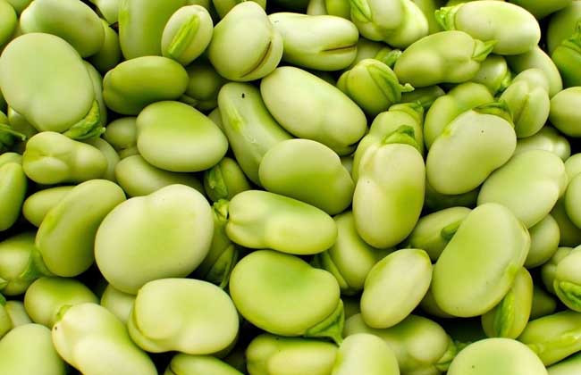 蚕豆的功效与作用及食用方法