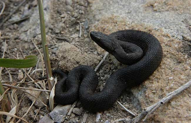 梦见黑蛇是什么预兆？