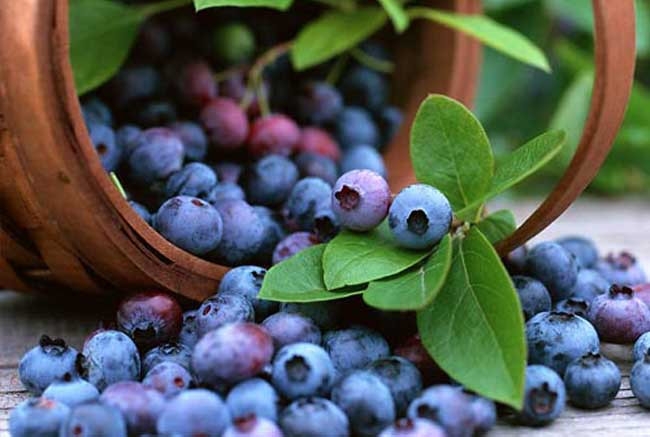 蓝莓的功效与作用及禁忌