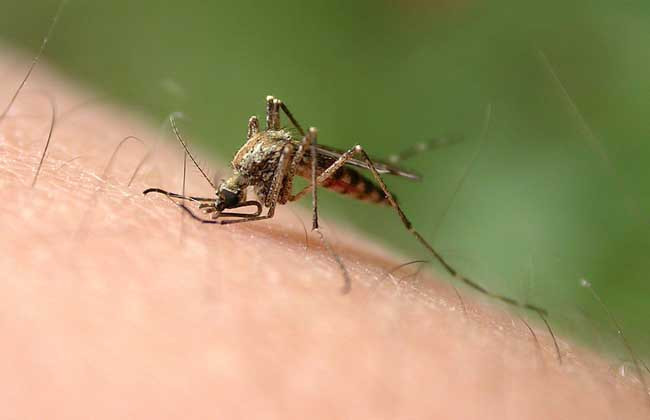 蚊子为什么要吸血