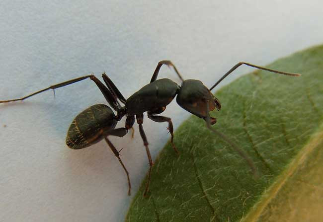 被蚂蚁咬了怎么办？