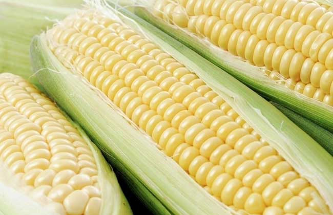 经常吃玉米有什么好处和坏处?