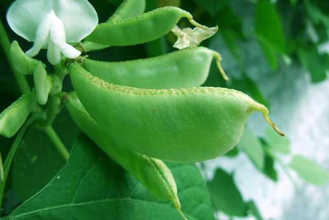 扁豆的功效与作用及食用方法