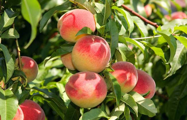 桃子可以放冰箱保存吗？