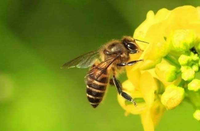 被蜜蜂蛰了怎么处理？