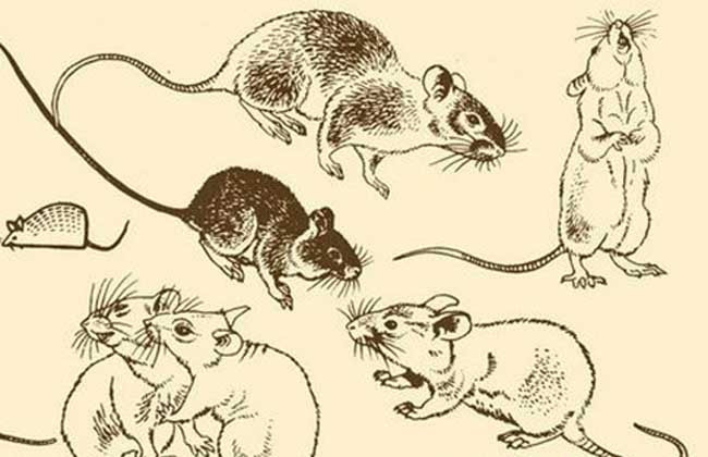 属鼠人有哪些性格特点？