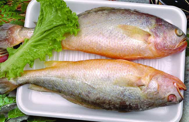 黄花鱼的营养价值