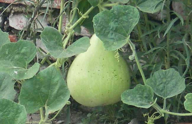 葫芦瓜的功效与作用及食用方法