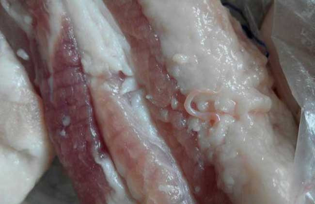 猪肉绦虫有哪些危害？