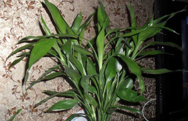 养殖富贵竹有什么作用?