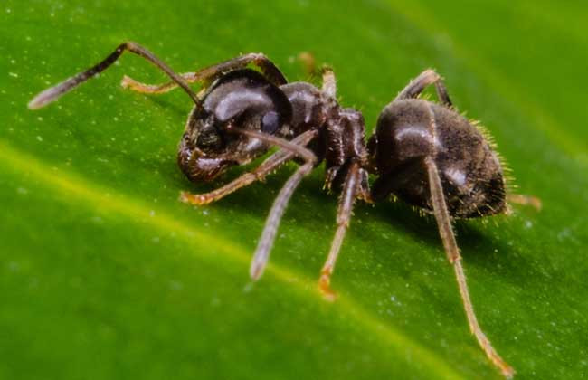 家里有蚂蚁怎么办？