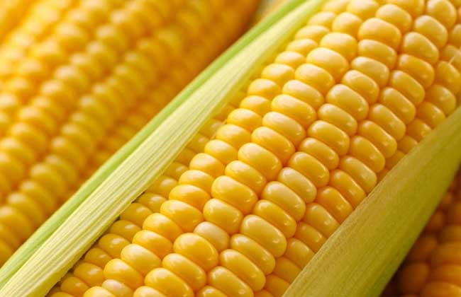 经常吃玉米有什么好处和坏处?