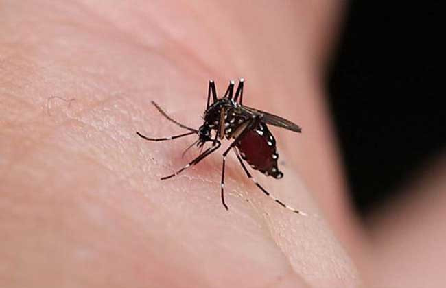 为什么蚊子喜欢咬你？