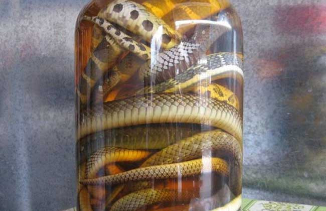 乌梢蛇怎么吃最好？