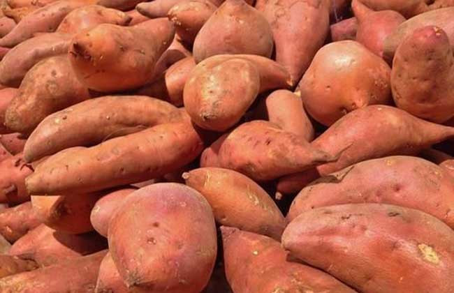 吃红薯会发胖吗？