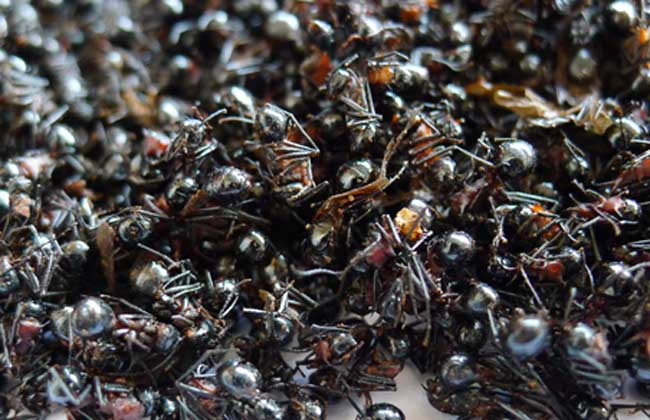 黑蚂蚁怎么吃？