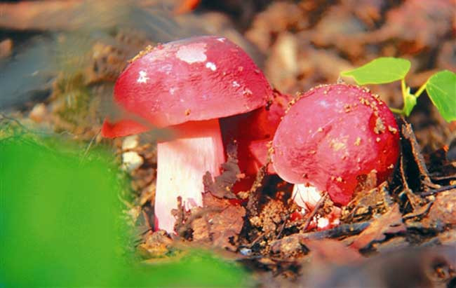 红菇的功效与作用及食用方法