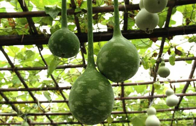 葫芦瓜的功效与作用及食用方法
