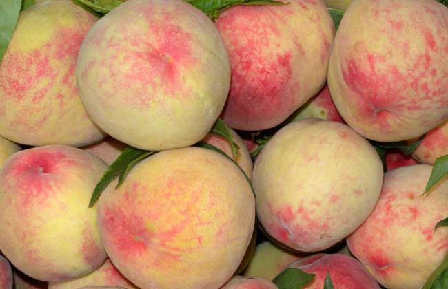 桃子可以放冰箱保存吗？