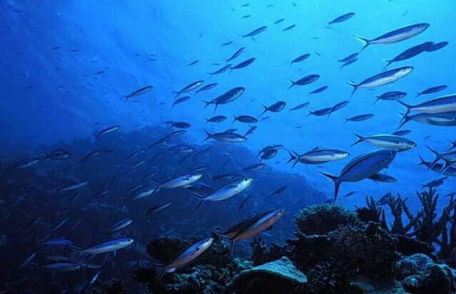 深海鱼油的功效与作用