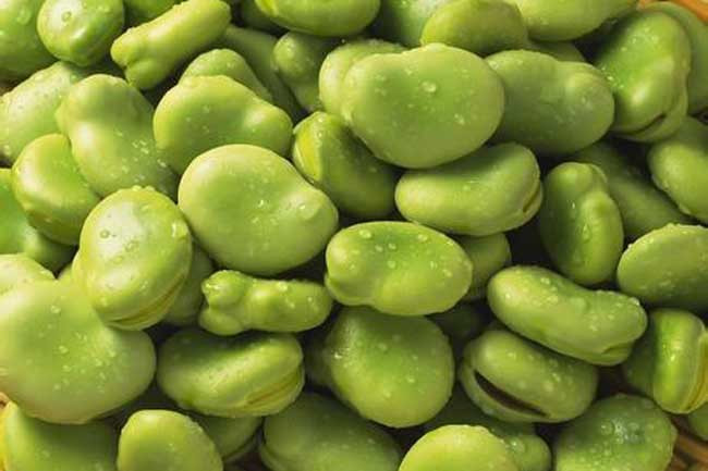 蚕豆的功效与作用及食用方法
