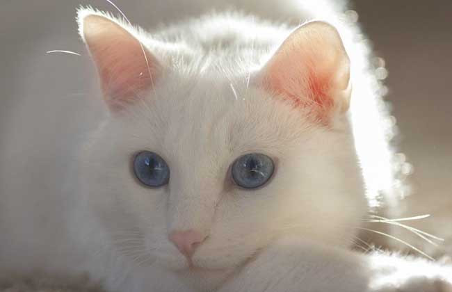 梦见白猫是什么意思？