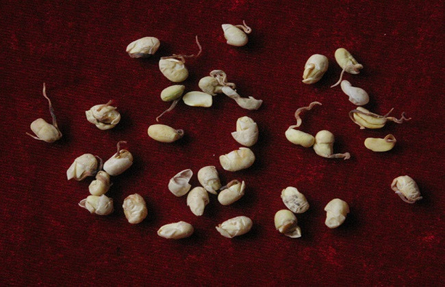 大豆黄卷的功效与作用及禁忌