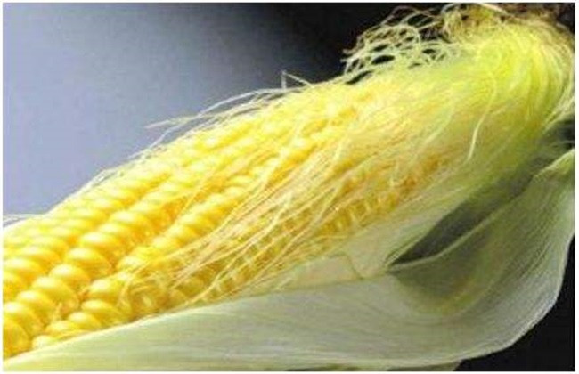 玉米须的功效与作用禁忌